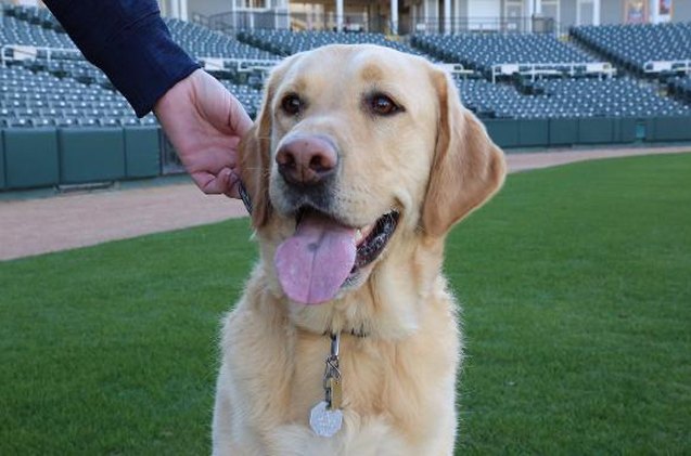 baseball bat dog proves it 8217 s better to run the bases than retrieve