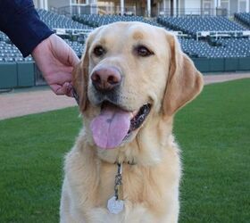 baseball bat dog proves its better to run the bases than retrieve