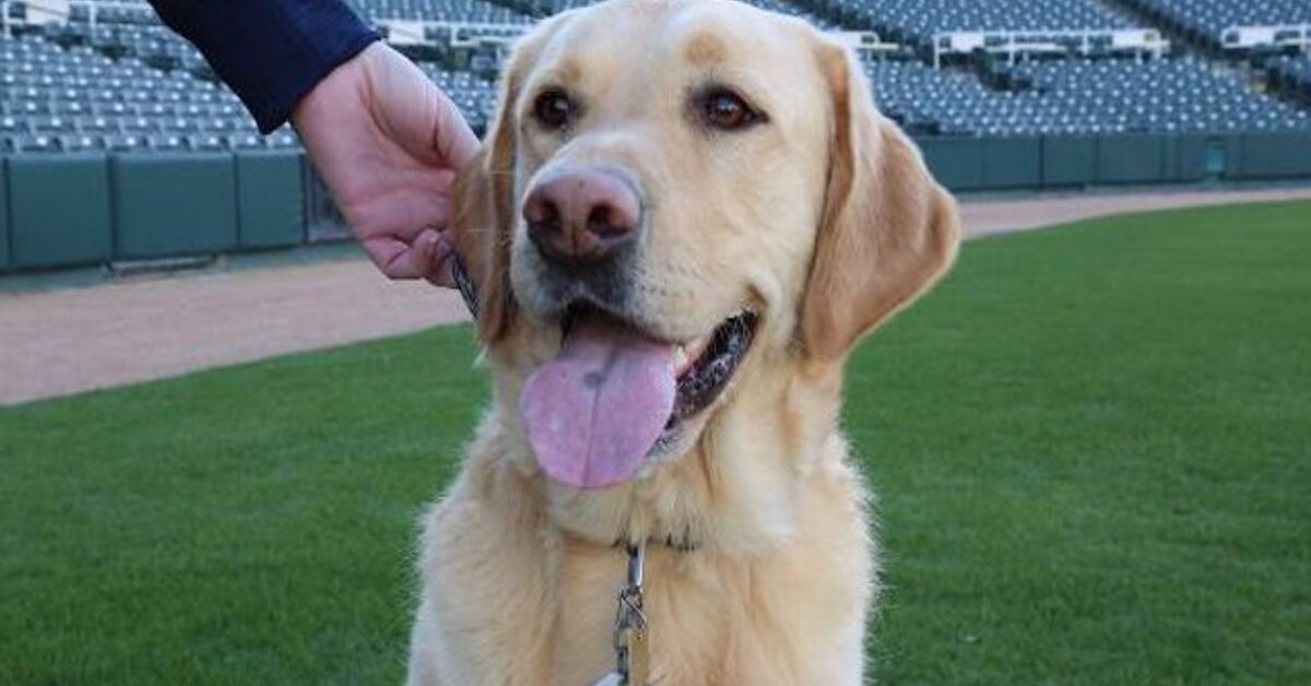 Baseball Bat Dog Proves It’s Better to Run the Bases Than Retrieve ...