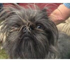 was the worlds ugliest dog contest rigged
