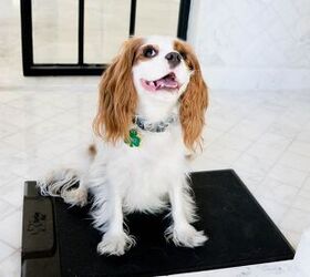 Your Dog Can Text You When He’s Gotta Go With New Barking Mat