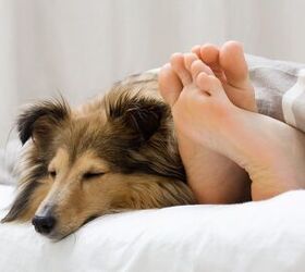 Study: It’s Okay to Let the Fur-Kids Crash in Your Bed