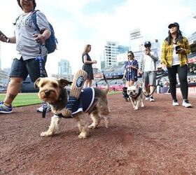 petcos dog days of summer hit home runs in san diego