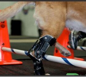 prosthetics have gone to the dogs