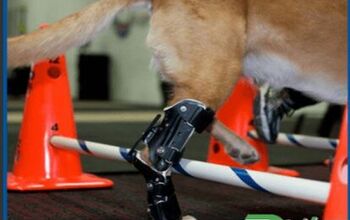 Prosthetics Have Gone To The Dogs!
