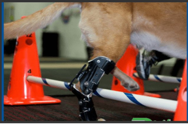 Prosthetics Have Gone To The Dogs! | PetGuide