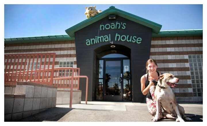 noah 8217 s animal house keeps pets and families of violence together