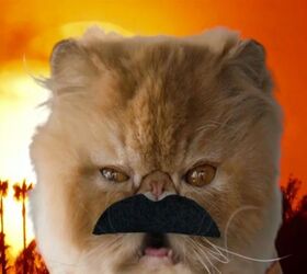 Shahs Of Sunset Feline Parody Is The Cat’s Meow [Video] PetGuide