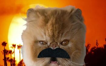 Shahs Of Sunset Feline Parody Is The Cat’s Meow [Video]