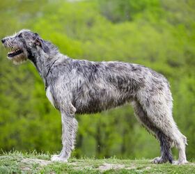 Quiz: Can You Name The World’s Largest Dog Breeds?