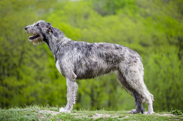 quiz can you name the worlds largest dog breeds