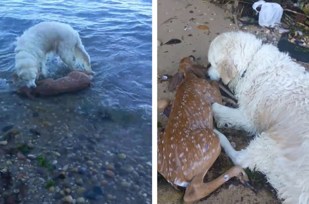 dog retrieves drowning baby deer saving fawn 8217 s life video