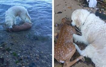 Dog Retrieves Drowning Baby Deer, Saving Fawn’s Life [Video]