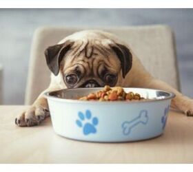 Chinese Dog Food Company Moves Operations… to the U.S.A.?!