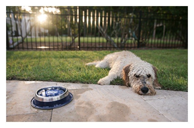 gopurepet always keeps your pet 8217 s water clean and fresh