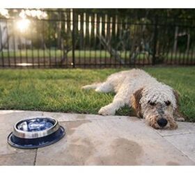 gopurepet always keeps your pets water clean and fresh
