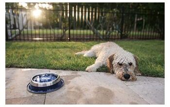 GoPurePet Always Keeps Your Pet’s Water Clean and Fresh