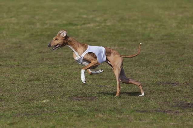 akc 8217 s lure coursing test turns mixed breed dogs into tracking champs