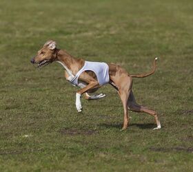 akcs lure coursing test turns mixed breed dogs into tracking champs