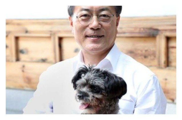 south korea 8217 s new president adopts shelter dog as part of campaign promise