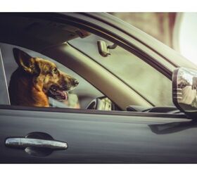new-hot-dog-in-car-law-will-grant-first-responders-immunity-petguide