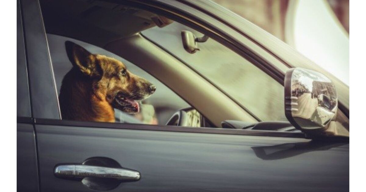New Hot Dog In Car Law Will Grant First Responders Immunity PetGuide new-hot-dog-in-car-law-will-grant-first-responders-immunity-petguide