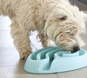 Dishing Up the Truth About Pet Food Bowls