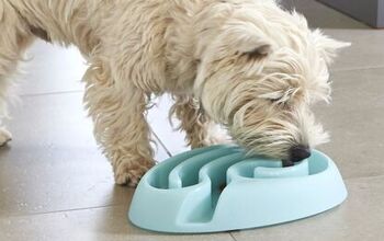 Dishing Up the Truth About Pet Food Bowls