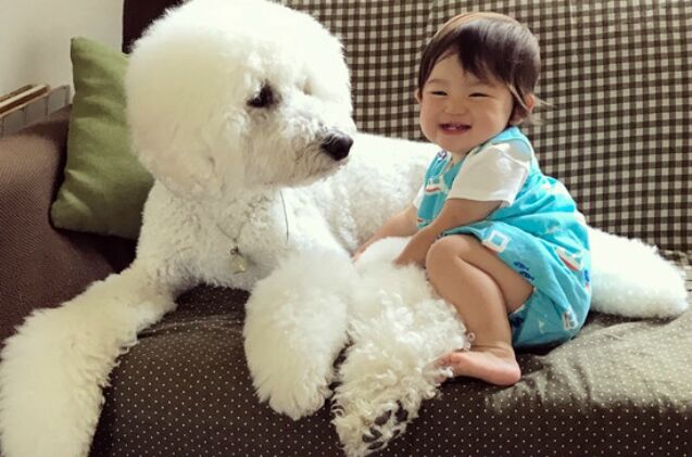 toddler 8217 s love affair with giant poodles is the cutest thing ever