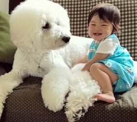 Toddler’s Love Affair With Giant Poodles is the Cutest Thing Ever