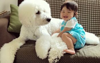 Toddler’s Love Affair With Giant Poodles is the Cutest Thing Ever