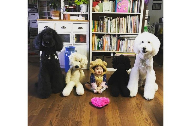 toddlers love affair with giant poodles is the cutest thing ever