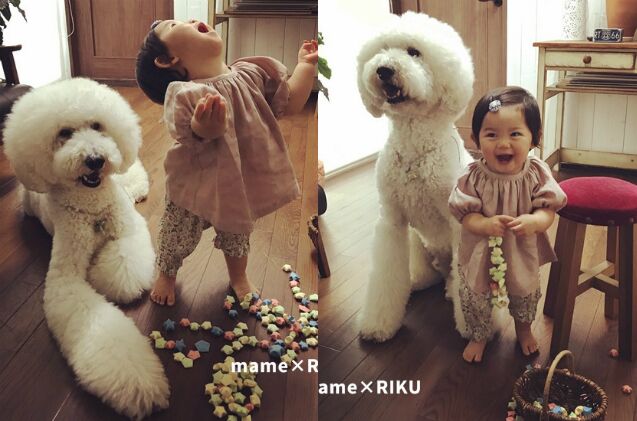 toddlers love affair with giant poodles is the cutest thing ever