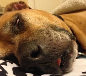 Hilarious Sleeping Dogs Featured in ‘Resting Bitch Face’ Coffee Ta