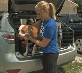 Pittie-Looking Dog Prevented From Competing in Dock-Dog Meet