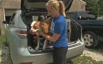 Pittie-Looking Dog Prevented From Competing in Dock-Dog Meet