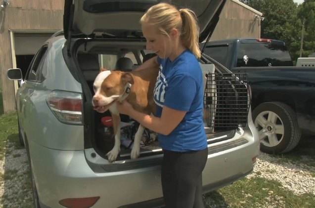 pittie looking dog prevented from competing in dock dog meet