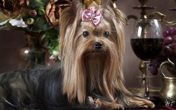 What Does Your Dog Breed Say About Your Wine Taste?