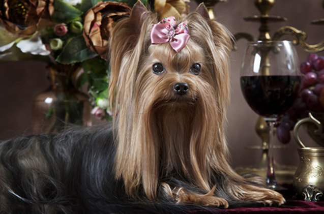 what does your dog breed say about your wine taste
