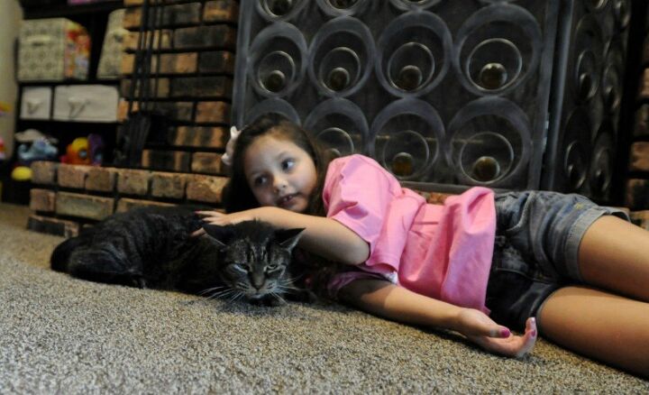 8216 unadoptable 8217 cat shares special bond with new furever family