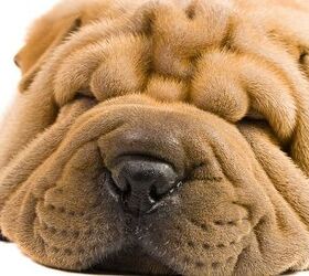 pet quality dog