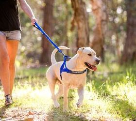 EzyDog’s Zero Shock Dog Leash Absorbs Lunges, Pulls, and Yanks