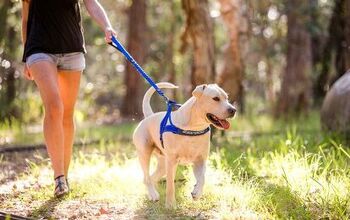 EzyDog’s Zero Shock Dog Leash Absorbs Lunges, Pulls, and Yanks