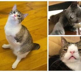 5 Inspiring Special Needs Cats
