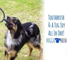 keep your poochs teeth pearly white with the doggie fresh tug toy t