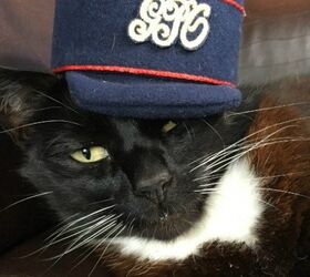 London’s Postal Museum Seeking Picture Perfect Postal Pussy Cats