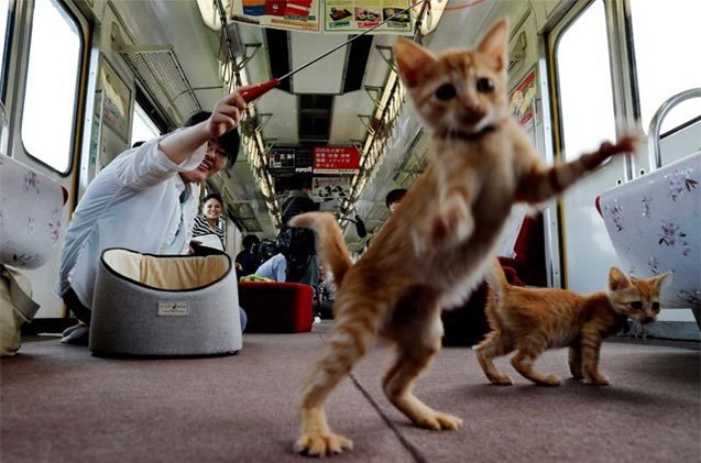 we 8217 re onboard with japan 8217 s first cat cafe on a train