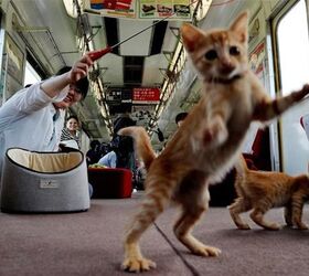 were onboard with japans first cat cafe on a train