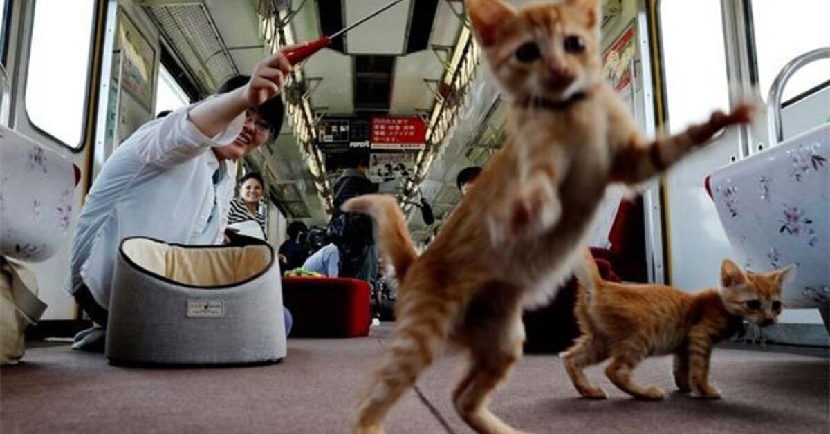 We’re Onboard With Japan’s First Cat Cafe On a Train! | PetGuide