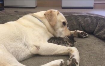 It’s Kitten Love For This London Labrador Retriever [Video]